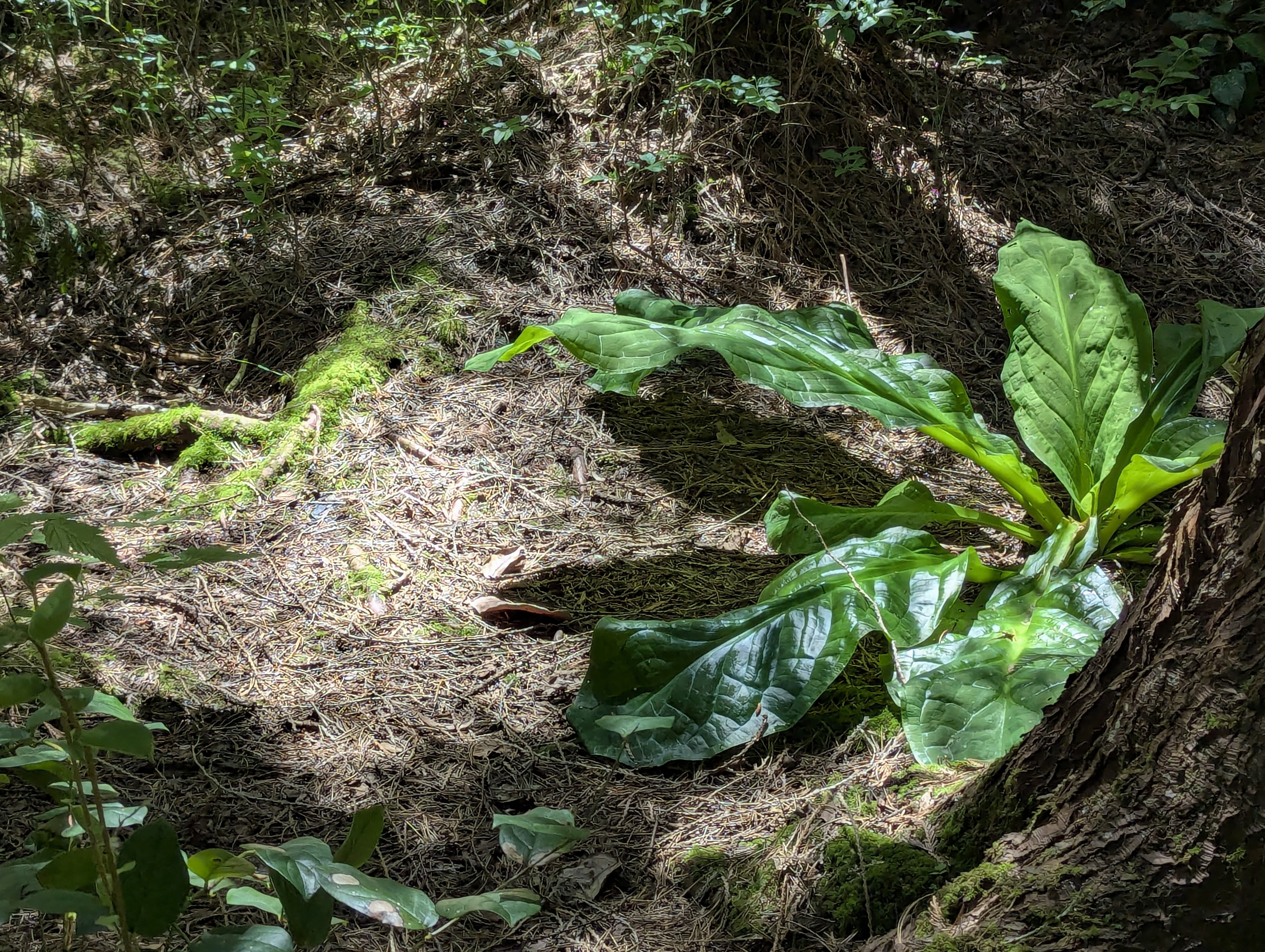 Birthday Trip to Canada, Delta, Burns Bog, Vancouver, British Columbia